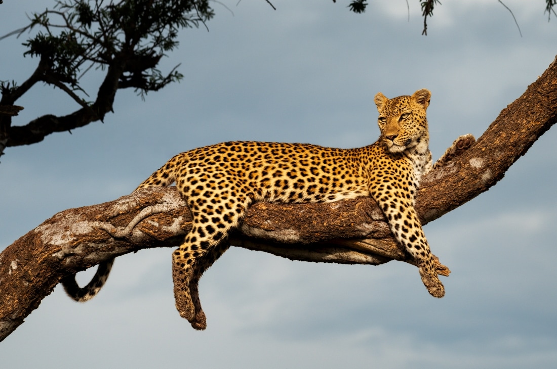 leopar