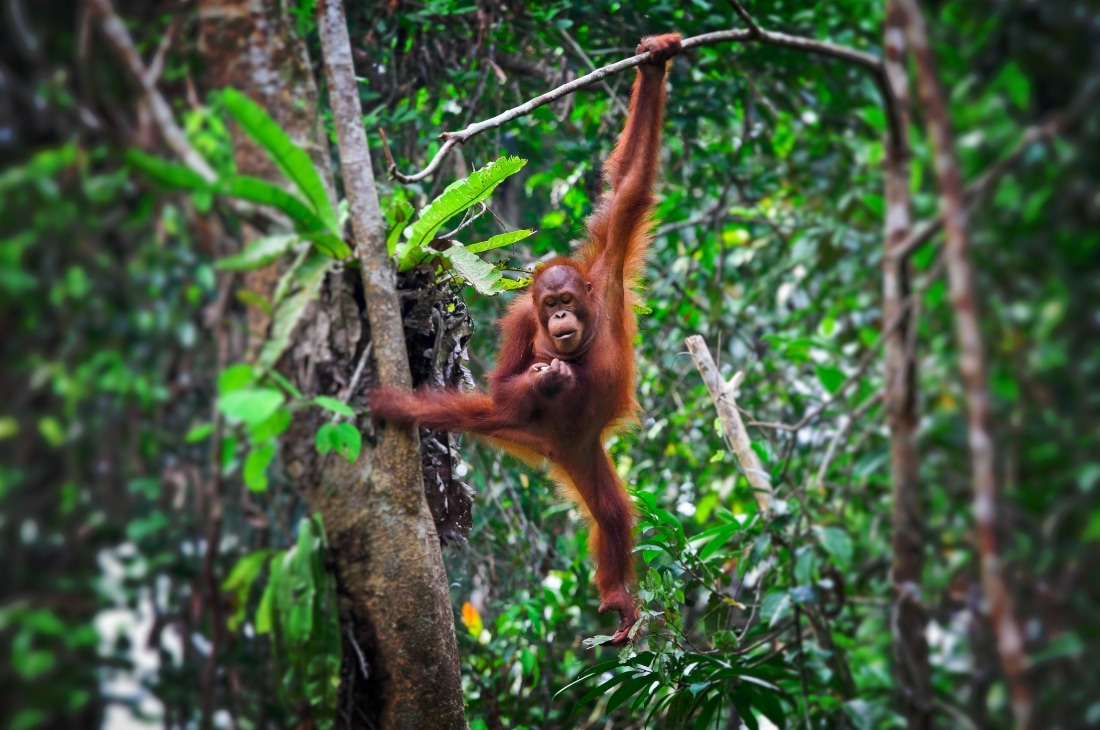 orangutan