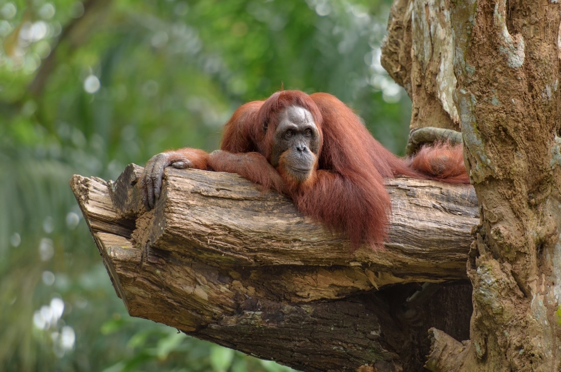 orangutan