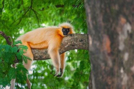 Altın langur | Butan