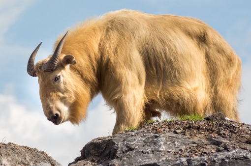 Gnu Keçisi | Butan