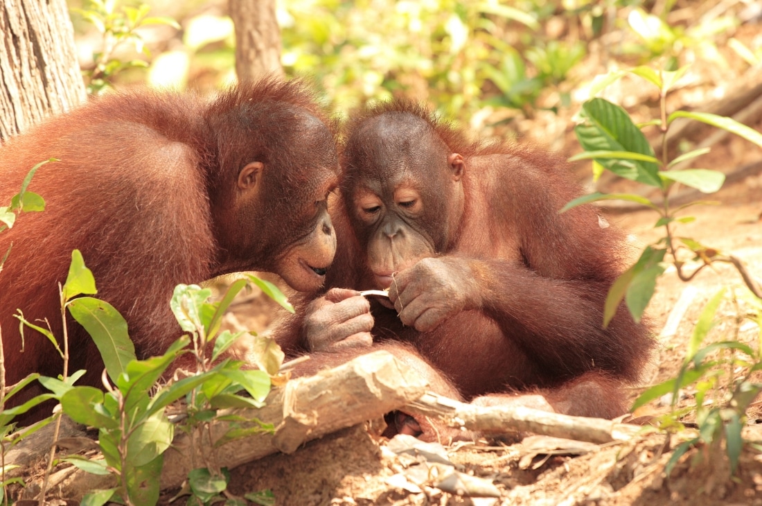 hayvanlarda iletişim - orangutanlar