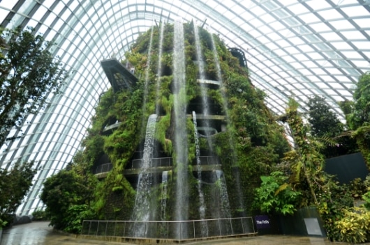 Singapur Bulut Ormanı