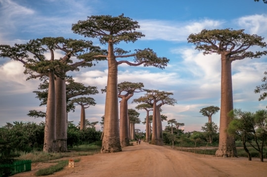 botsvana baobab Botsvana