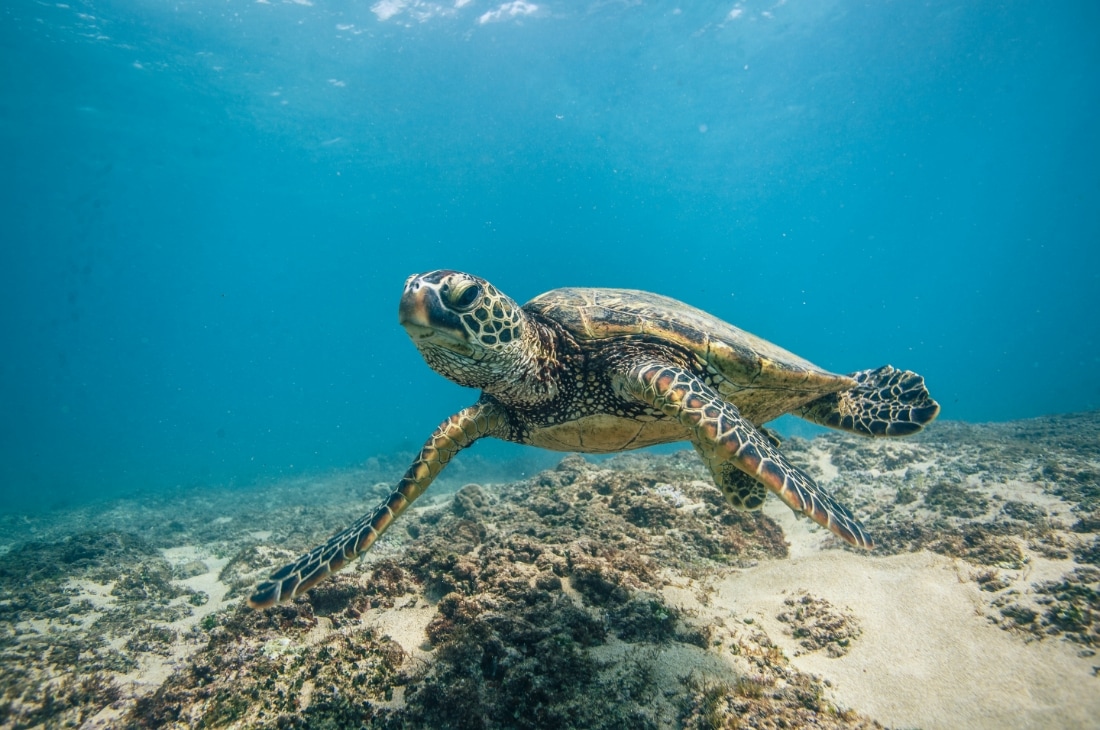 Caretta Caretta