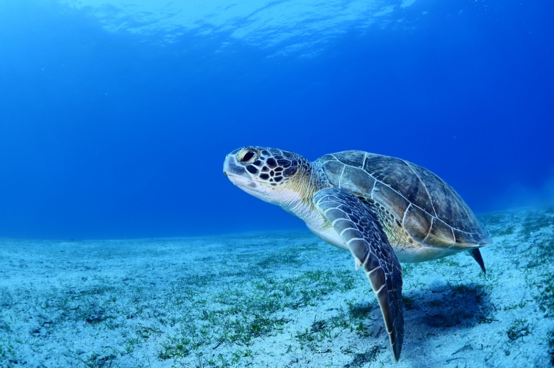Caretta Caretta