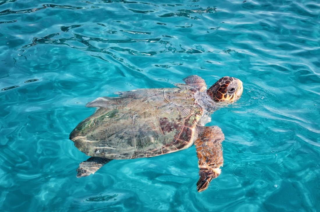 Caretta Caretta