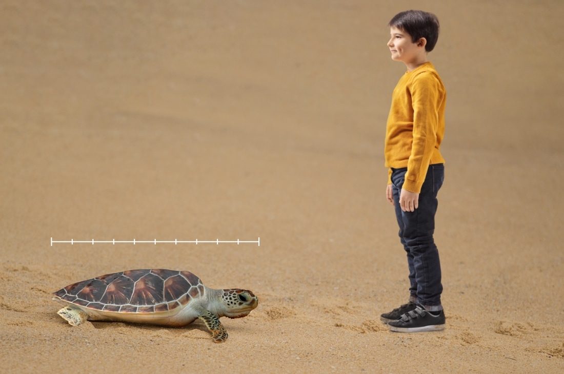 Caretta Caretta büyüklüğü