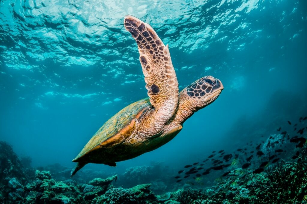 Caretta Carettaların göç rotaları