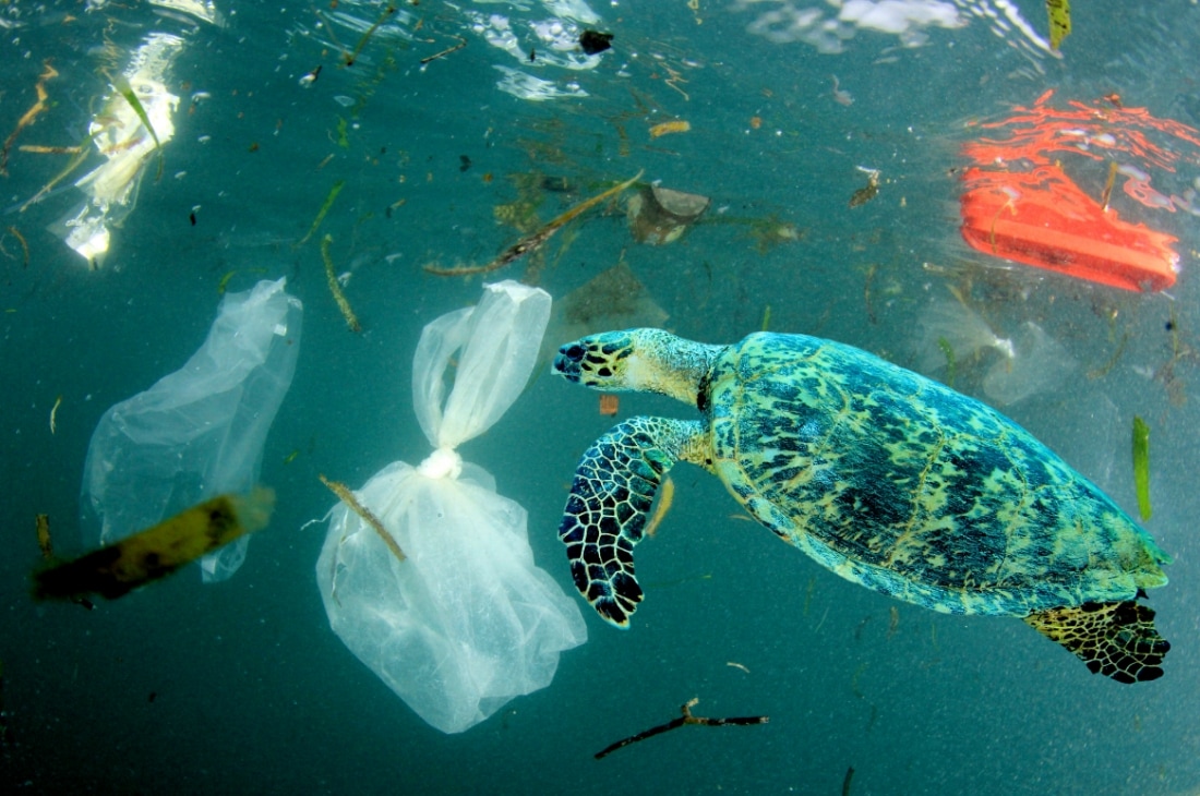 Caretta Caretta denizlerin kirliliği