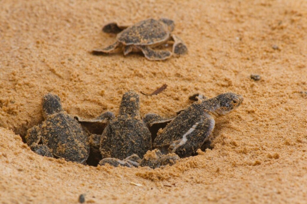 Caretta Caretta yavruları