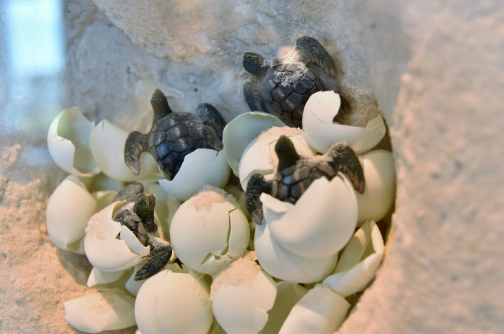 Caretta Caretta yumurtaları