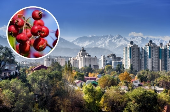 kzk almaata Kazakistan