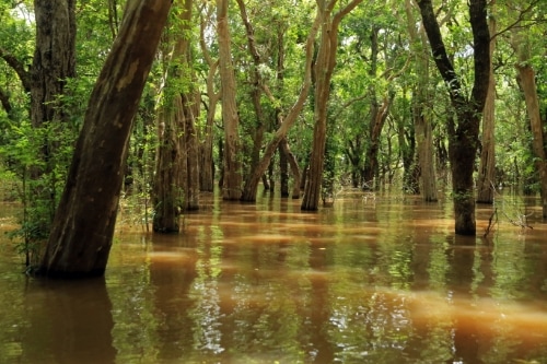 kambocya mekong mobil Kamboçya