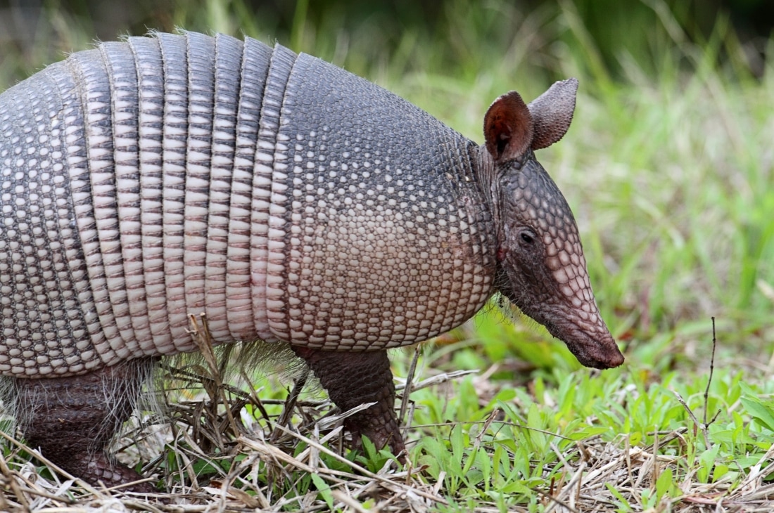 z h armadillo 1 Zırhlı Hayvanlar