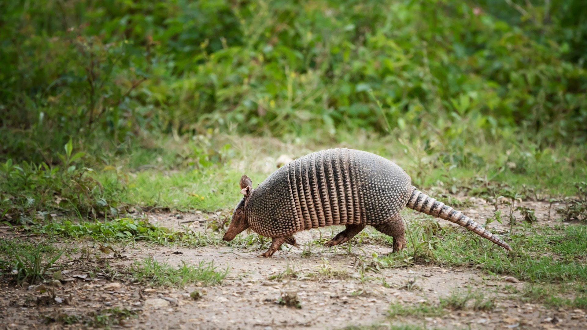 z h armadillo 2 Zırhlı Hayvanlar