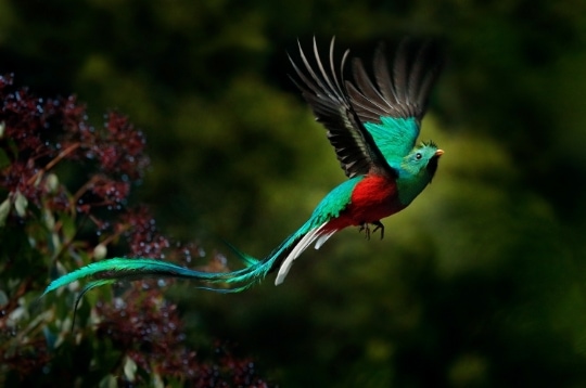 Kuetzal Kuşu - Guatemala
