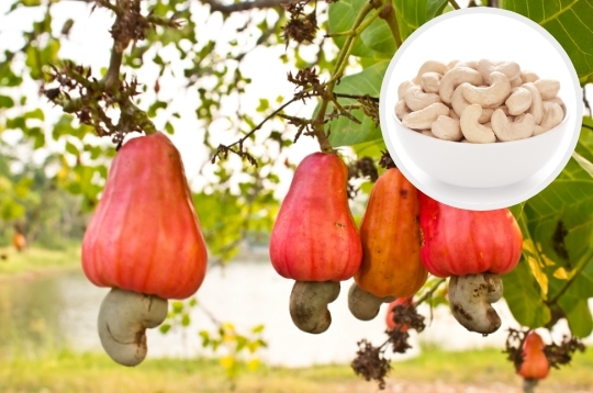 vietnam kaju fıstığı