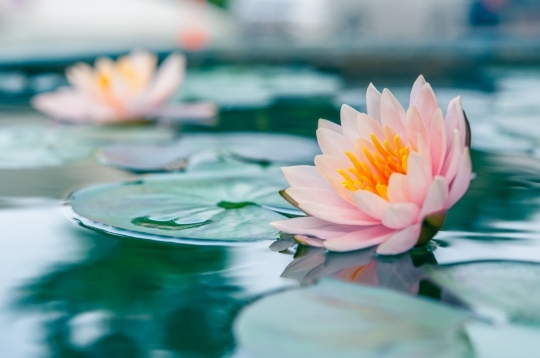 vietnam lotus çiçeği