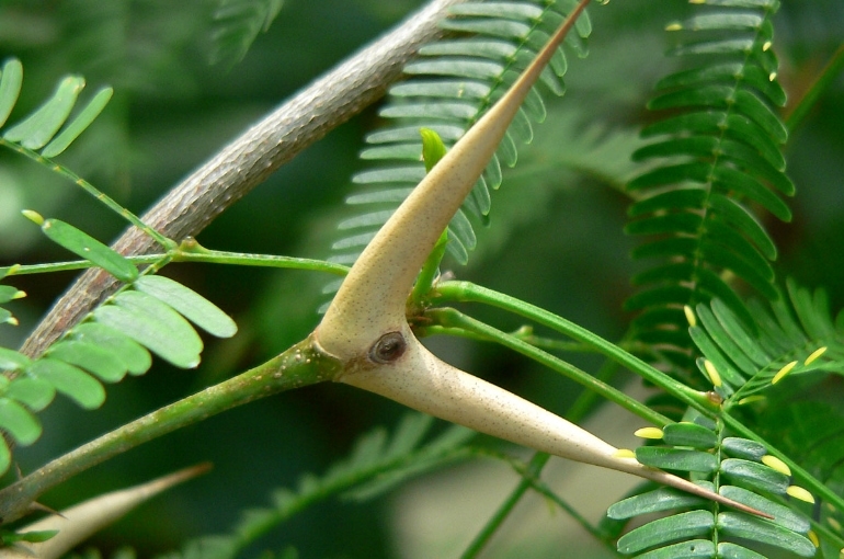 Boğa Boynuzu Akasyası (Vachellia cornigera)