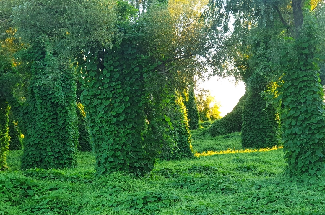 istilaci turler kudzu İstilacı Türler