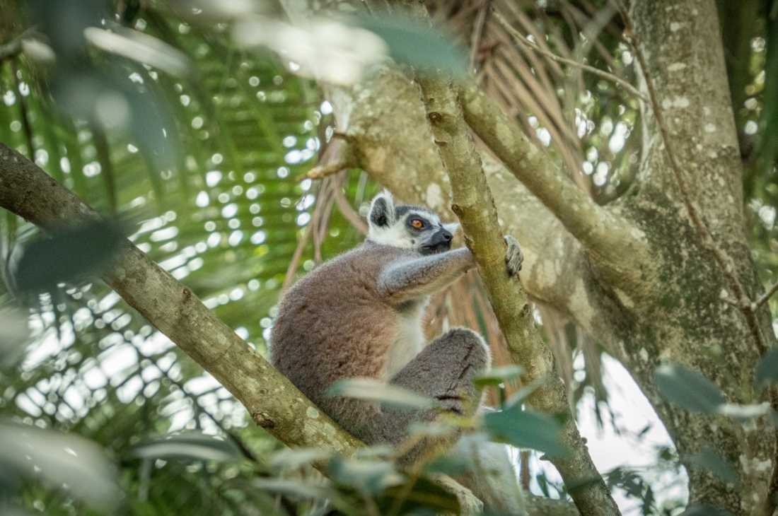 t s h lemur Tozlaşmayı Sağlayan Hayvanlar