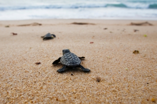 c v caretta caretta Cabo Verde