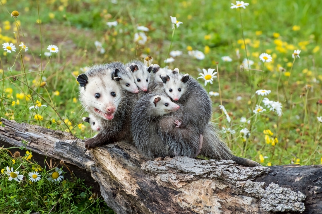 h s y opossum Hayvanların Savunma Yöntemleri