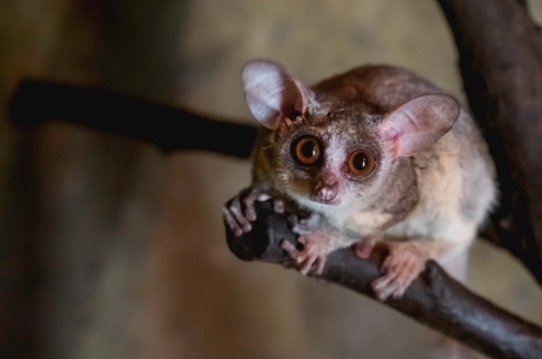 gececil hayvanlar galago Gececil Hayvanlar